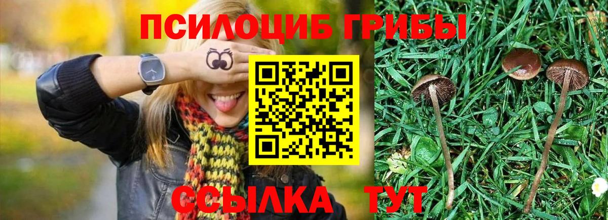 Псилоцибиновые грибы GOLDEN TEACHER  Вход с VPN  Псилоцибиновые грибы Magic Shrooms  Долгопрудный 